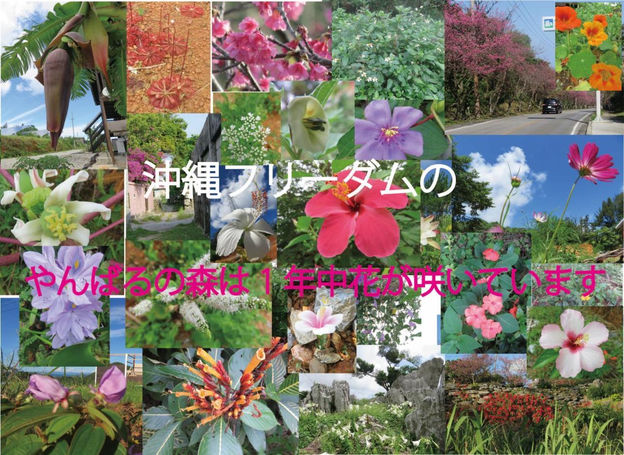 Вилла Okinawa Freedom Накидзин Экстерьер фото